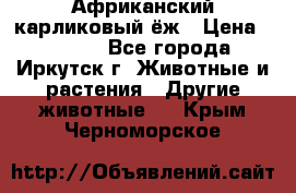 Африканский карликовый ёж › Цена ­ 6 000 - Все города, Иркутск г. Животные и растения » Другие животные   . Крым,Черноморское